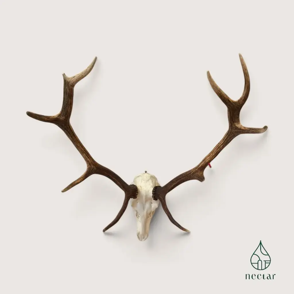 Trophée de cerf avec crâne & bois naturels