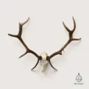 Trophée de cerf avec crâne & bois naturels